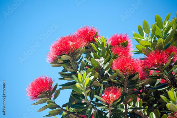 Obraz Pohutukawa tree flowers