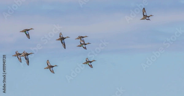 Obraz Blue-winged Teals In Flight