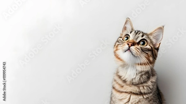 Fototapeta Curious cat gazing upward indoor feline wonder photography