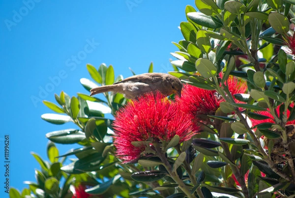 Obraz Pohutukawa tree flowers