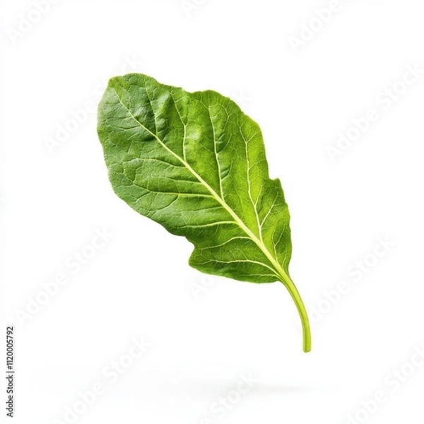 Fototapeta Single Green Leaf with Detailed Veins Isolated on White Background Showcasing Freshness and Natural Simplicity