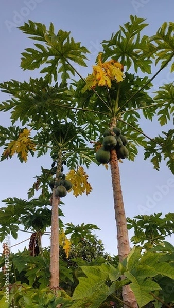 Obraz A lush green and yellow Papaya tree in Fiji