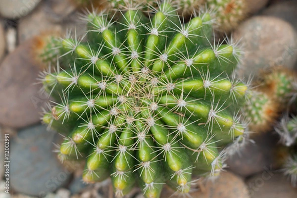 Fototapeta Green cactus thorns in the cactus graden.
