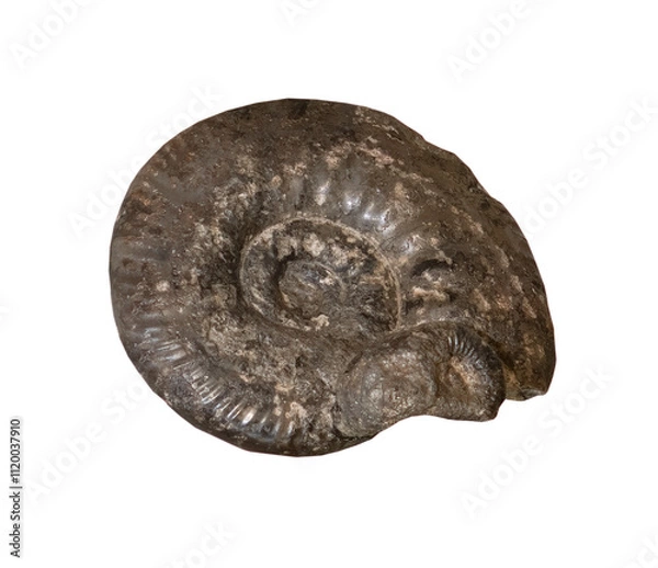 Fototapeta fossil of ammonite in the stone on white, isolated