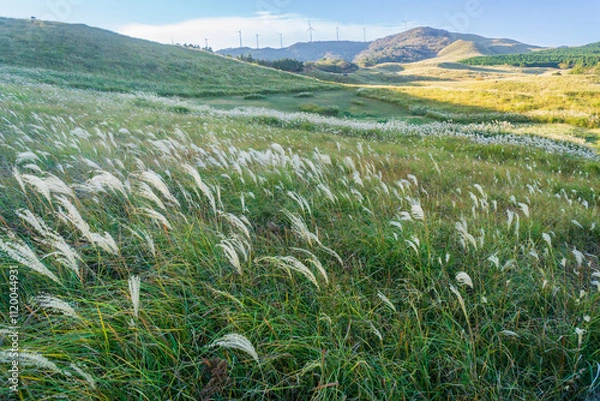 Obraz 細野高原　ススキ