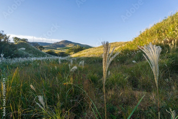 Obraz 細野高原　ススキ