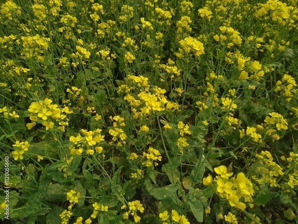 Obraz field of dandelions