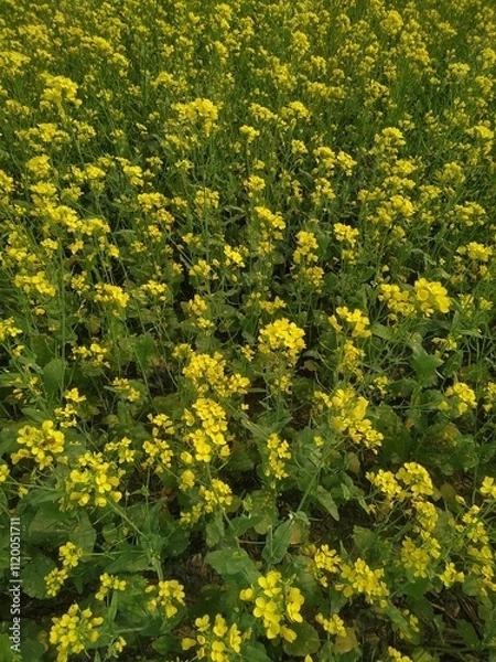 Fototapeta yellow flowers in the garden