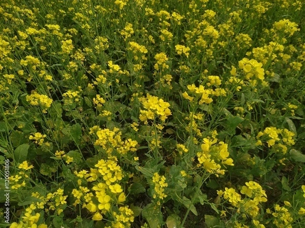 Obraz field of yellow dandelions