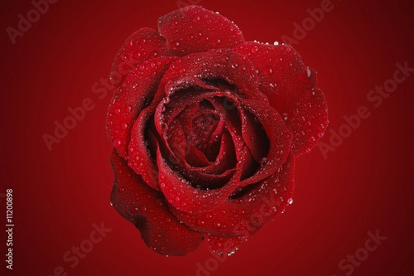 Obraz red rose for you