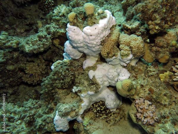 Obraz A bleached Montipora sp. coral in the Gulf of Aqaba 