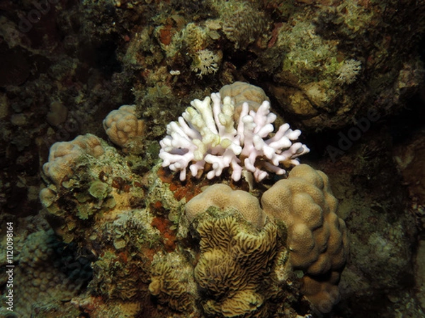Obraz A bleached Stylophora sp. coral in the Gulf of Aqaba 