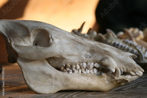 Obraz wild boar skull