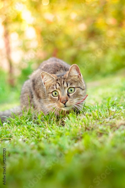 Fototapeta Cat playing in grass