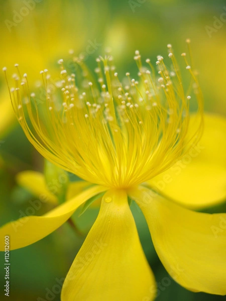 Obraz ビヨウヤナギ