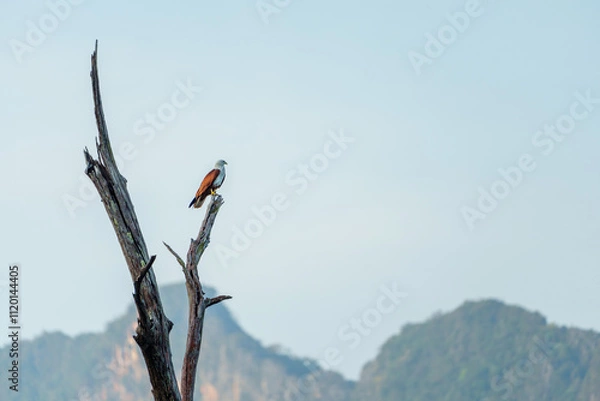 Fototapeta Aigle pêcheur perché sur un tronc d'arbre mort à Khao Sok