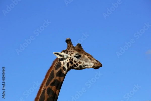 Obraz Giraffe portrait