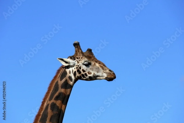 Obraz Giraffe portrait