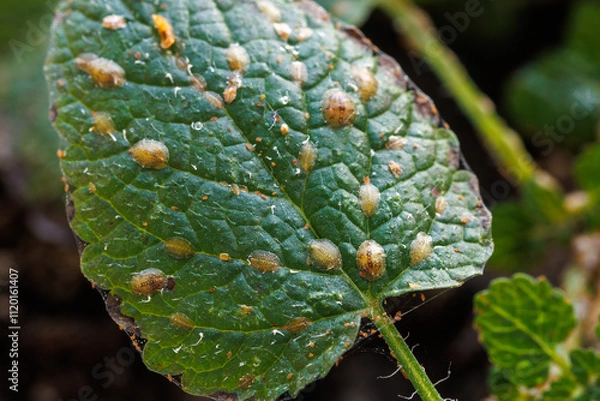 Fototapeta Macrophotography of Diaspididae insects on leaf vessel. Armored scale insects at home plants. Insects sucking plant