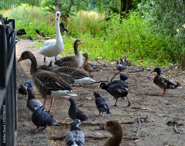 Obraz geese in the park