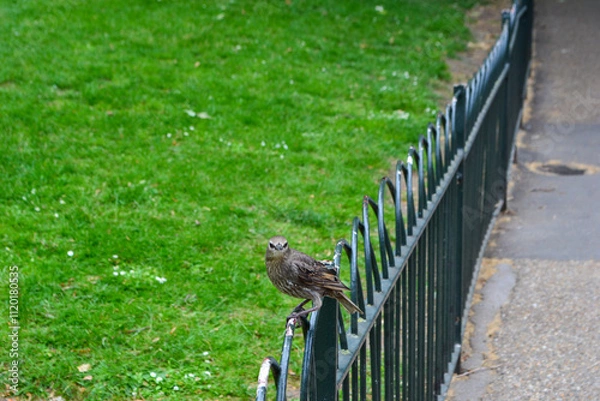 Obraz Bird on a fence