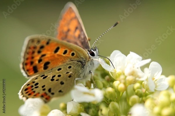 Obraz Schmetterling/Perlmutterfalter