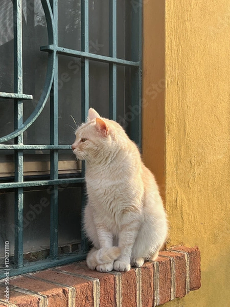 Fototapeta cat on the window