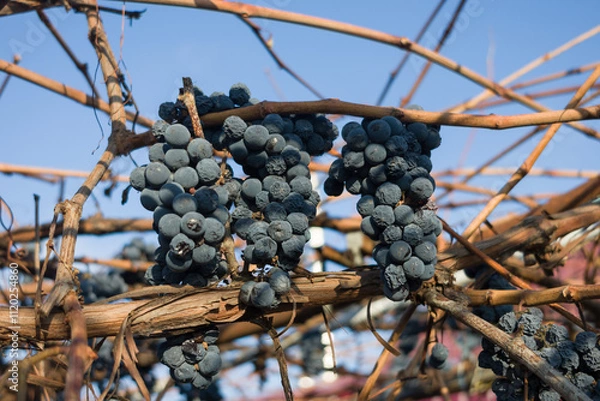 Fototapeta Dried grapes hanging on a vine against a bright blue sky.  Autumn harvest in a vineyard.