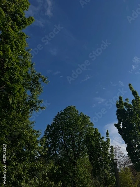 Fototapeta trees and sky