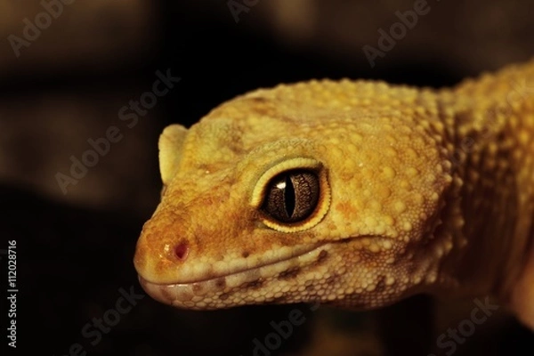 Fototapeta Leopardgecko