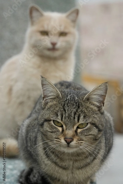 Fototapeta European cat
A breed of short-haired domestic cats that was created by European breeders and cat lovers in the mid-20th century.