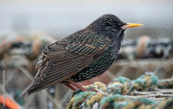 Obraz A starling perching