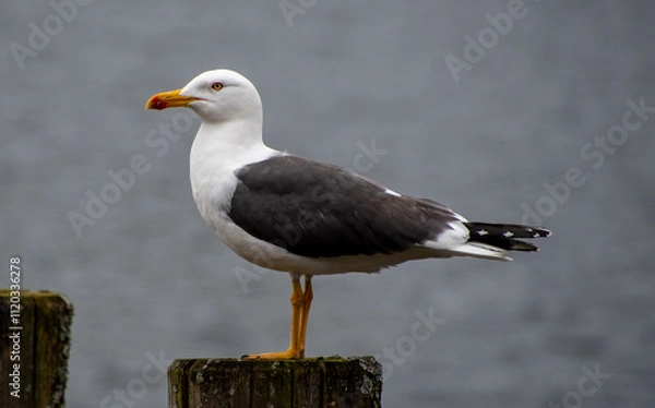 Obraz Lesser black-backed gull