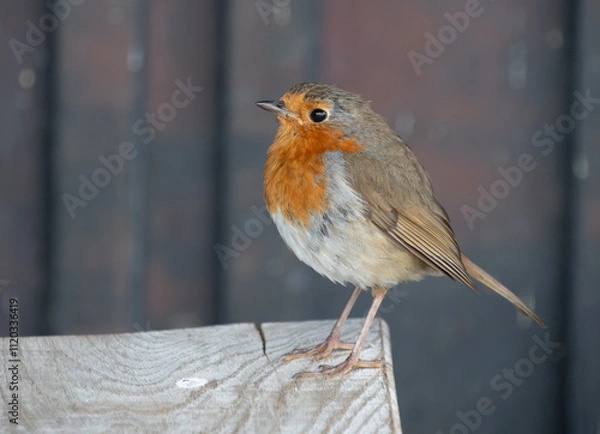 Obraz APerched Borin portrait