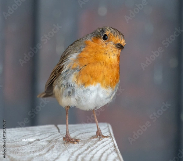 Obraz APerched Borin portrait