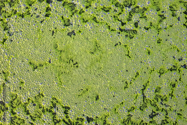 Fototapeta Bubbles on rotten water surface. methane, bubbles, carbon dioxide which is caused by sewage. Textures formed by the bubbles.