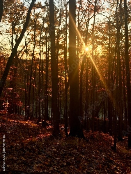 Obraz Sunrays in autumn forst 