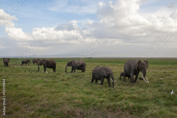 Obraz Elephants