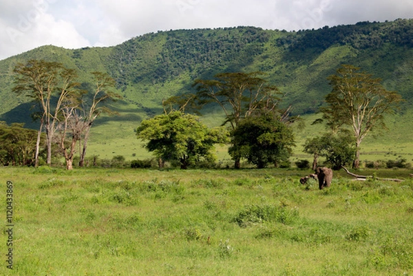Fototapeta Elephans in green nature. Wild and cheereful. Fields of Tanzania.