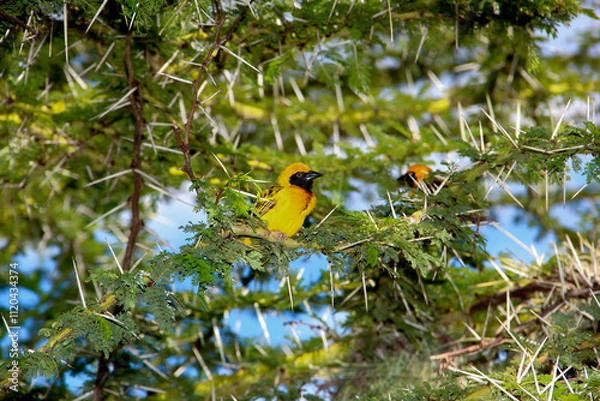 Fototapeta African bird in the thicket of thorny trees