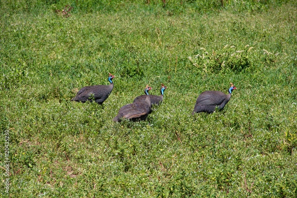 Fototapeta Colorful birds are on Tanzania fields.