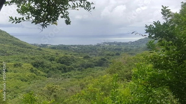 Obraz forest in the mountains