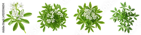 Fototapeta Sweet woodruff isolated on transparent background, Set of