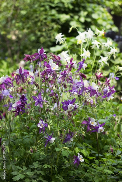 Obraz Flowering Purple flowers with a white center, Columbine (Aquilegia vulgaris, Orlyk) in spring. Garden plants