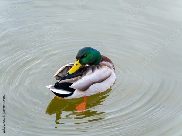 Fototapeta A male mallard duck rests on the surface of a tranquil pond. Its vibrant green head contrasts with the soft ripples surrounding it, capturing the peacefulness of outdoor nature.