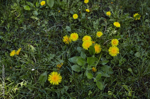 Fototapeta Green meadow with yellow dandelions in spring. Closeup of yellow spring flowers on the ground