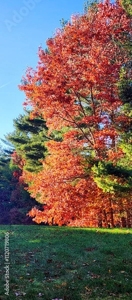 Obraz Beautiful maple tree during foliage