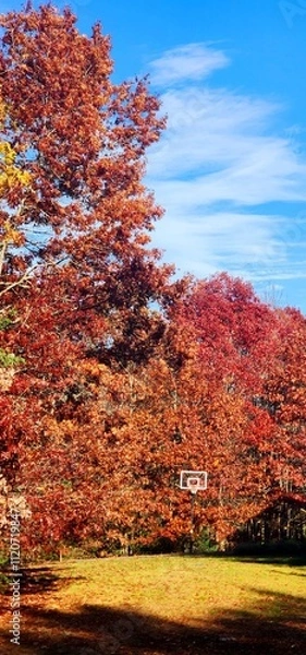 Obraz Backyard foliage