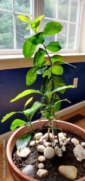 Obraz Indoor lemon tree plant by the window