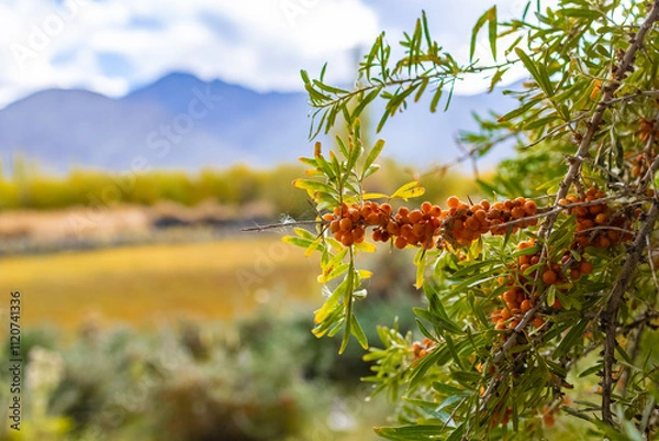 Fototapeta Sea buckthorn berries, a source of vitamins growing on the higher reaches of the Himalayas.
